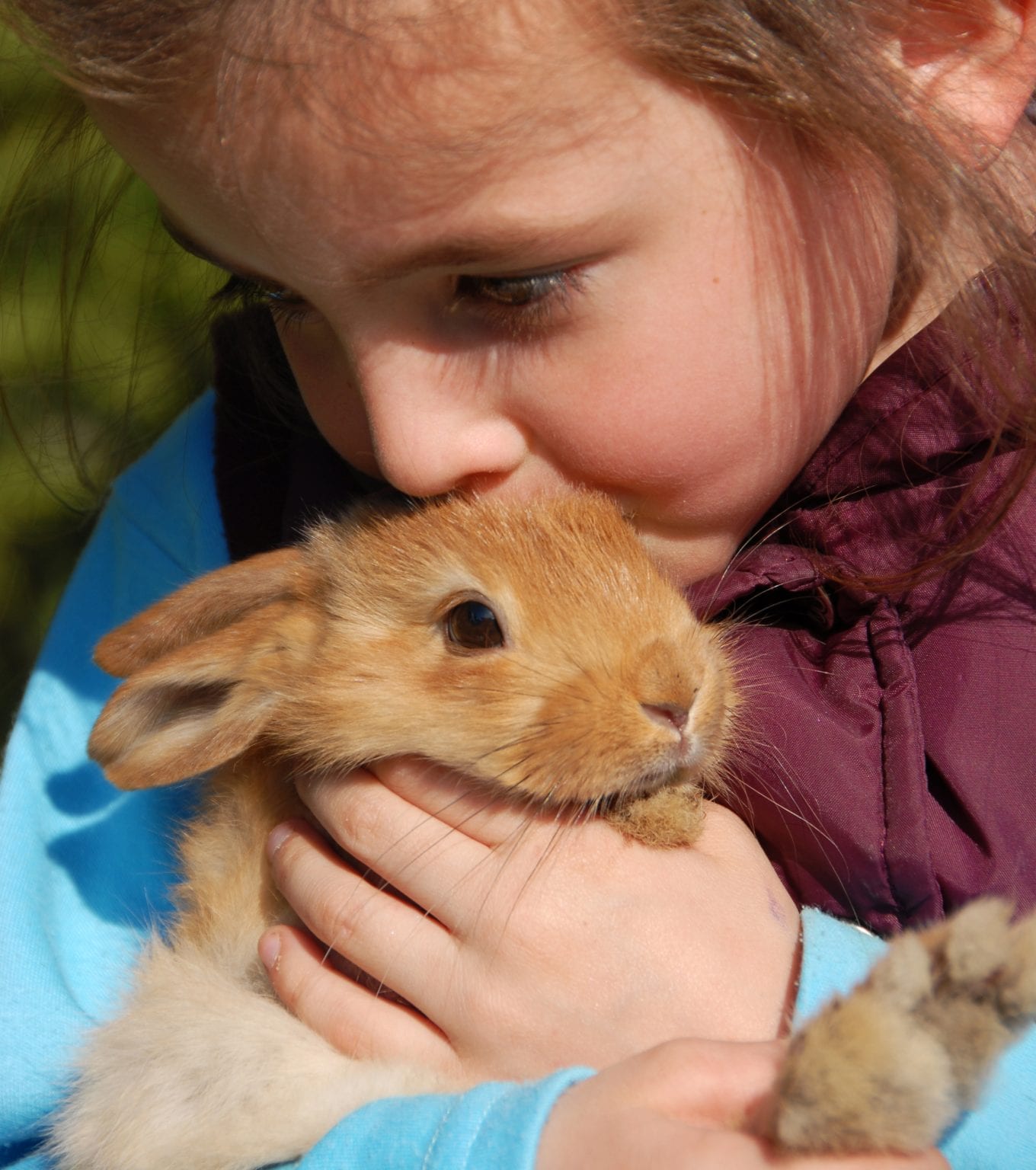Simple Steps on How to Adopt a Bunny Here Bunny