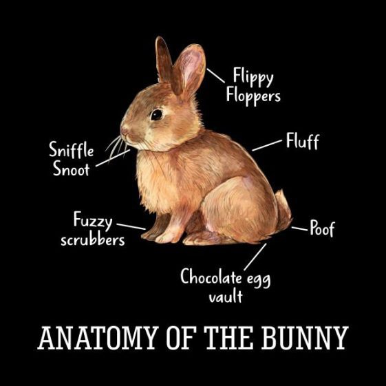 Understanding The Anatomy Of Bunnies Here Bunny 8091