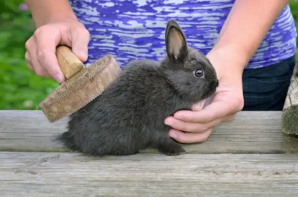 Easy Steps on How to Bathe a Rabbit | Here Bunny