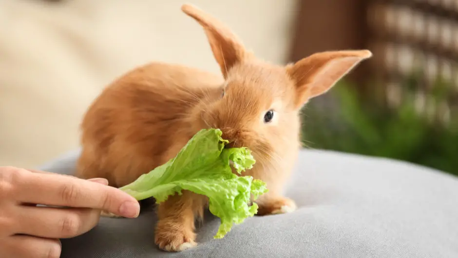 What Food Do Baby Bunnies Eat Here Bunny