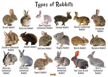What Are the Different Types of Rabbits? - Here Bunny