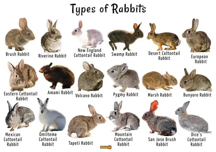 What Are the Different Types of Rabbits? Here Bunny
