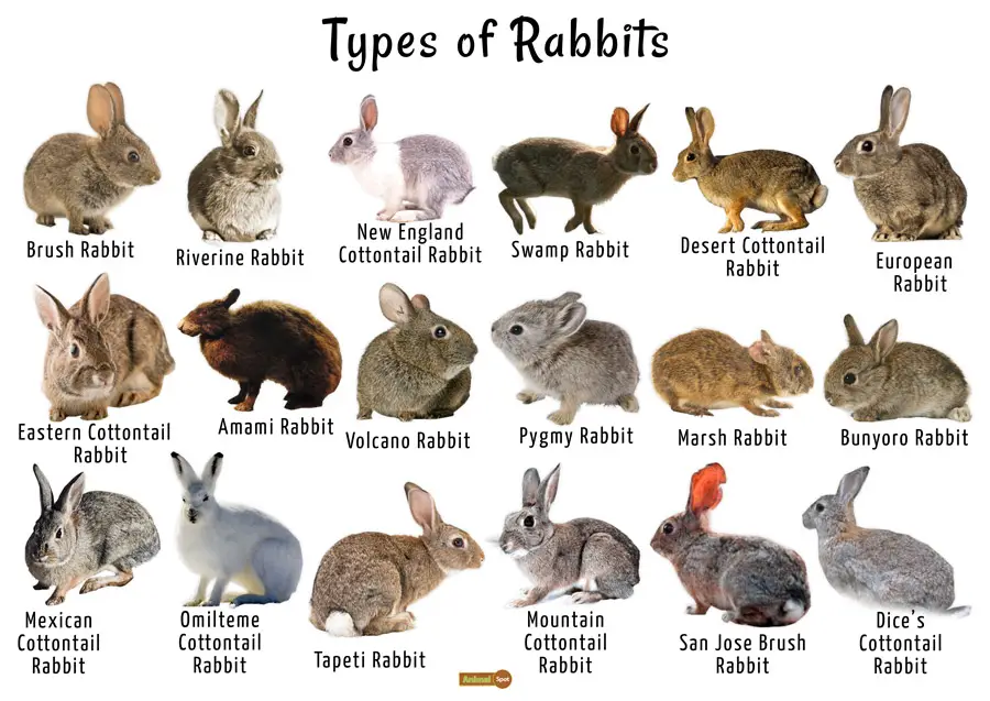 What Kind Of Pet Rabbits Are There at Jill Stclair blog