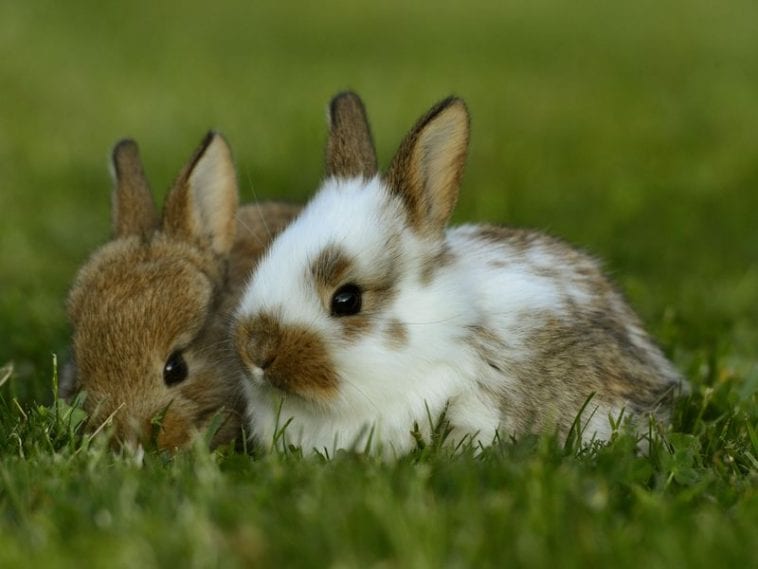 Understanding Leporiphobia: Fear of Bunnies | Here Bunny