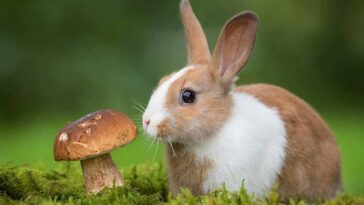 Mushrooms For Rabbits