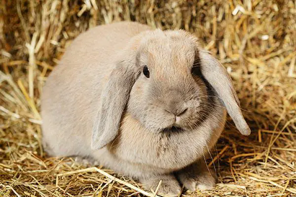 Obesity in Rabbits: Causes, Prevention, and Treatment | Here Bunny