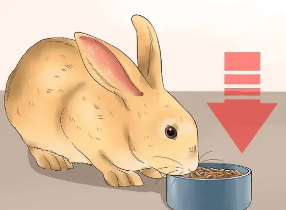 How Many Times Should I Feed My Rabbit Each Day? | Here Bunny