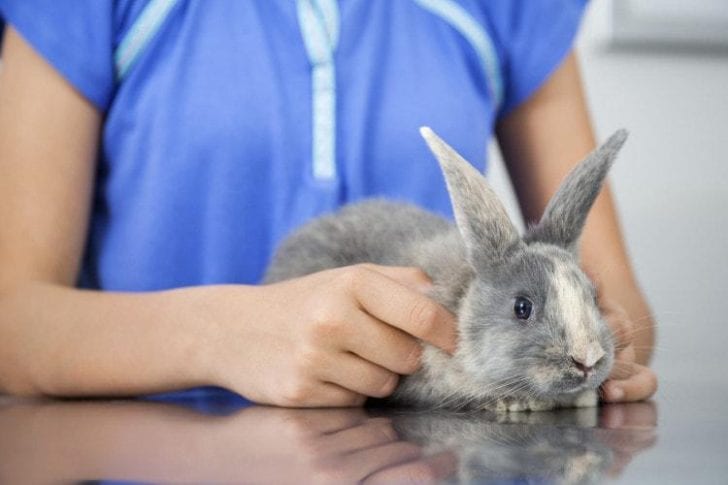 rabbit grooming stuffed animal