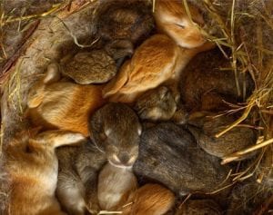 How Many Babies Can a Rabbit Have at One Time? - Here Bunny