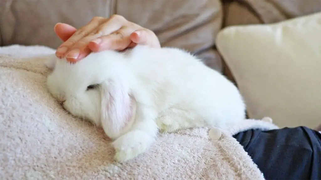 Is It Safe For Owners To Sleep With Their Rabbits? Here Bunny