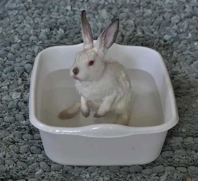 Easy Steps on How to Bathe a Rabbit Here Bunny