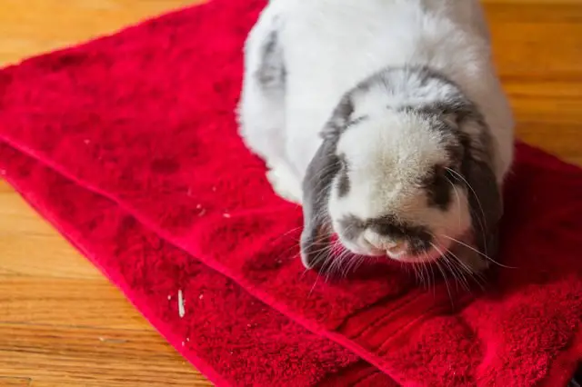 Easy Steps on How to Bathe a Rabbit | Here Bunny