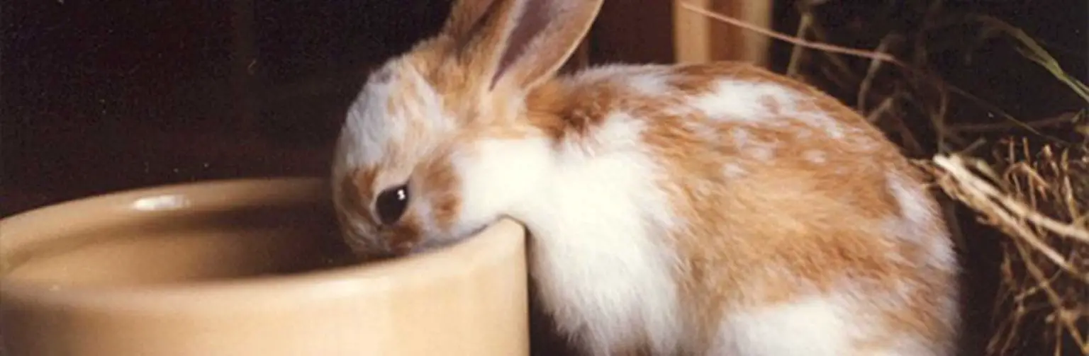 How Do Rabbits Drink Water? Here Bunny