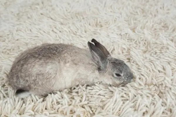 Image result for Rabbits Mourning the Loss of the Babies