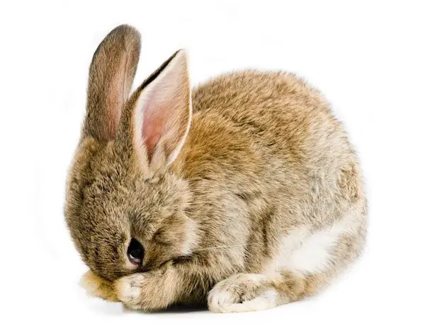 http://smallpetselect.com/wp-content/uploads/2016/09/scared-bunny.jpg