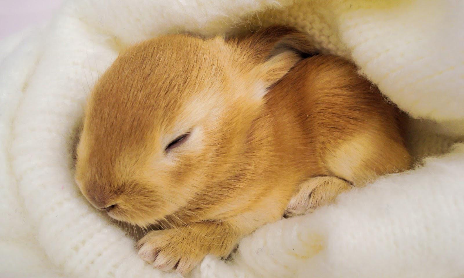 Is It Safe For Owners To Sleep With Their Rabbits? | Here Bunny