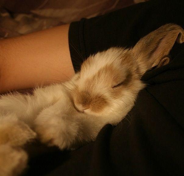 is-it-normal-for-my-rabbit-to-sleep-on-its-side-at-ron-duncan-blog