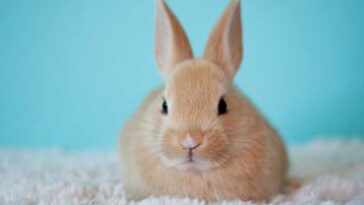 Sweet Foods For Rabbits