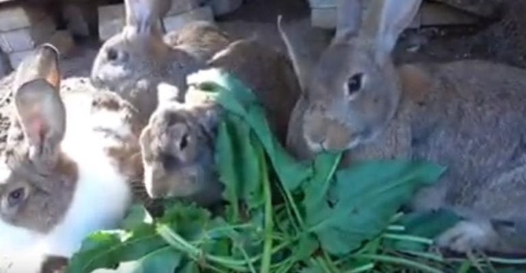 what-do-rabbits-get-from-eating-grass-here-bunny