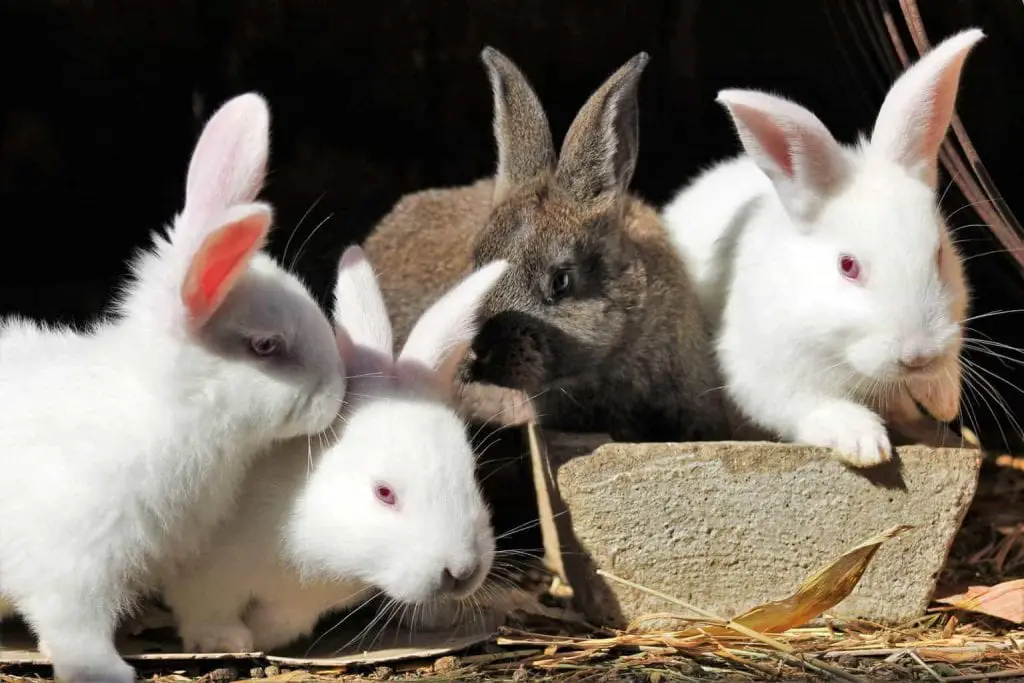 What Does It Take to Become a Rabbit Breeder? | Here Bunny