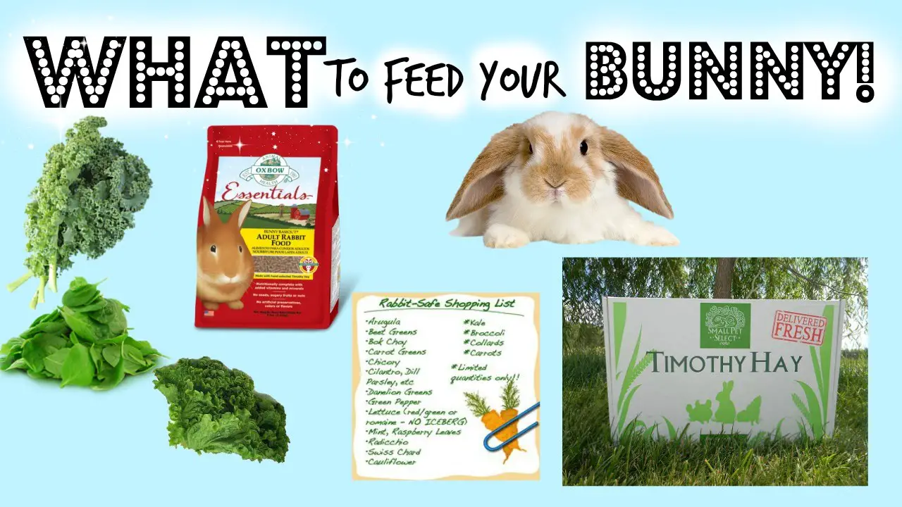 feeding-why-is-adding-hay-to-a-rabbit-s-diet-important-pets-stack