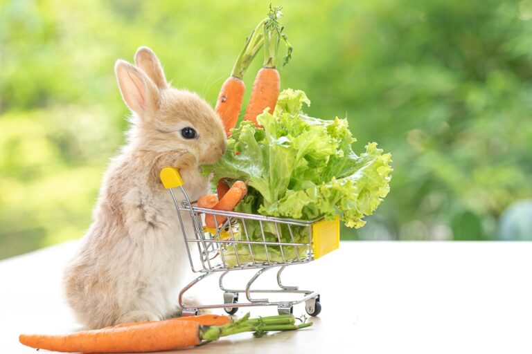 What Food Do Baby Bunnies Eat? (Ideal Diet & Care Guide) | Here Bunny