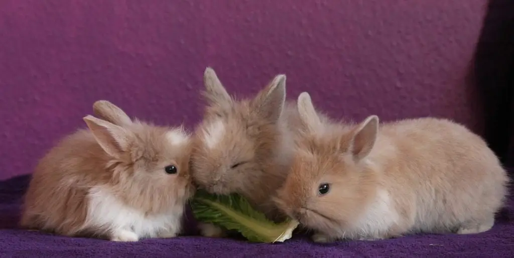 What Food Do Baby Bunnies Eat? | Here Bunny