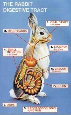 Understanding Rabbit's Digestive System and How It Works | Here Bunny