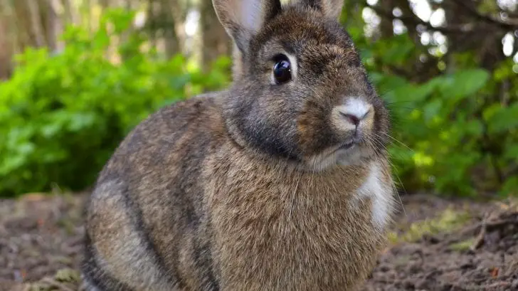 What Are The Different Colors and Patterns of Rabbits? | Here Bunny