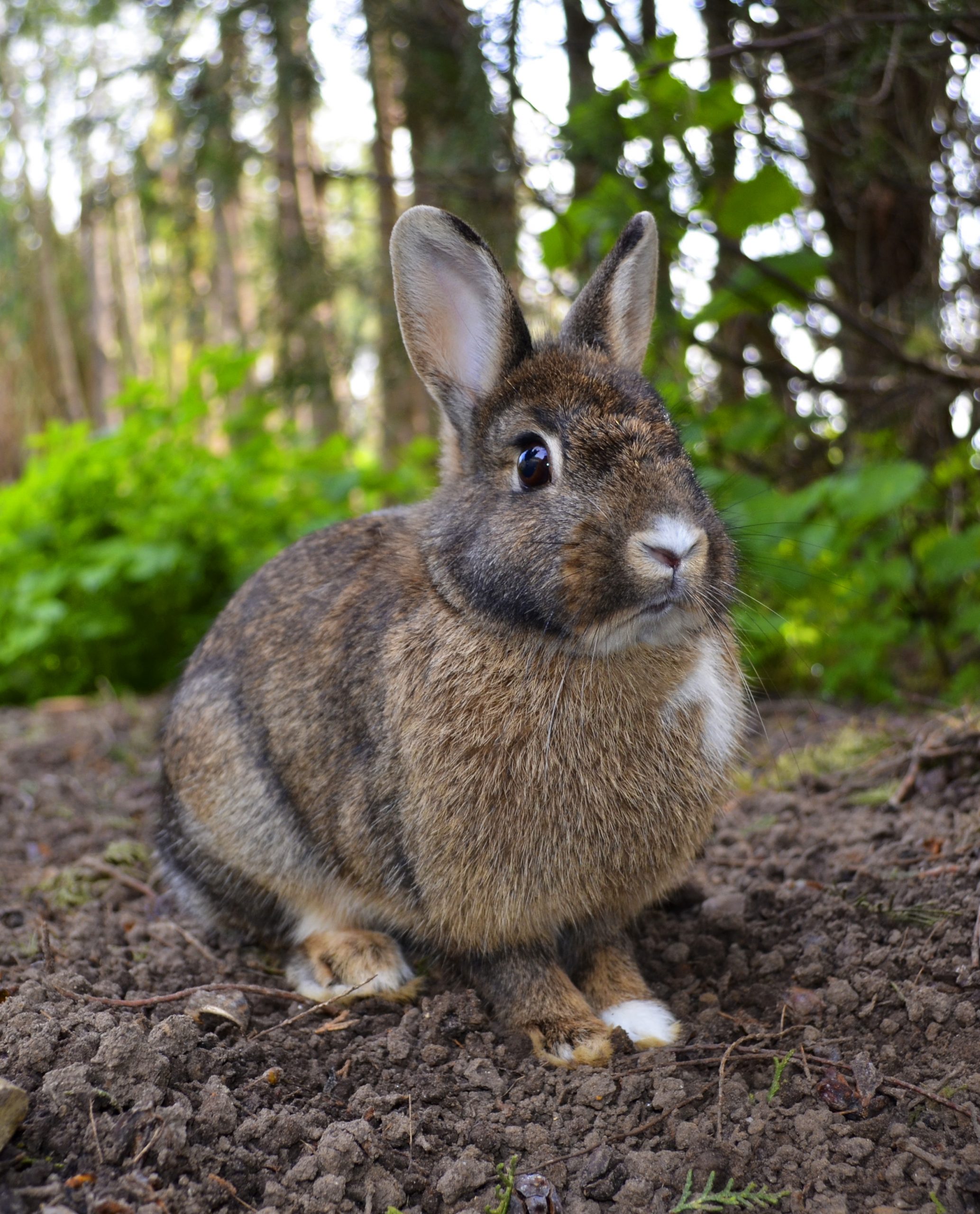 an-image-of-rabbits-that-are-in-different-colors-and-sizes-with-the