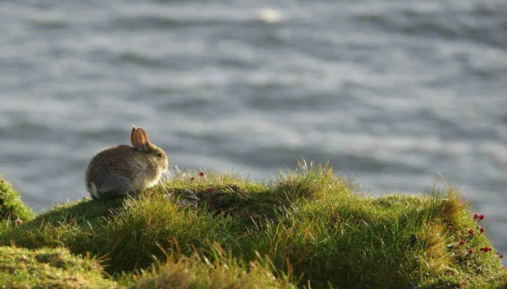 How Long Can Rabbits Survive Without Food? (Survival Rate, Facts & Care