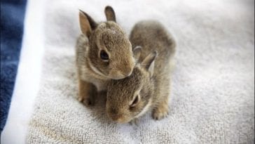 When Do Baby Bunnies Leave The Nest?