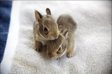 When Do Baby Bunnies Leave The Nest? | Here Bunny