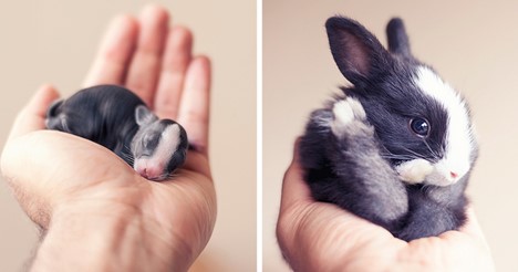 When Do Baby Bunnies Leave The Nest? | Here Bunny