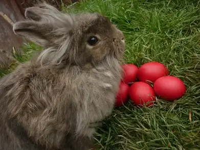 Do Rabbits Eat Radishes? | Here Bunny