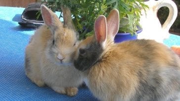 When Should You Stop Breeding Rabbits