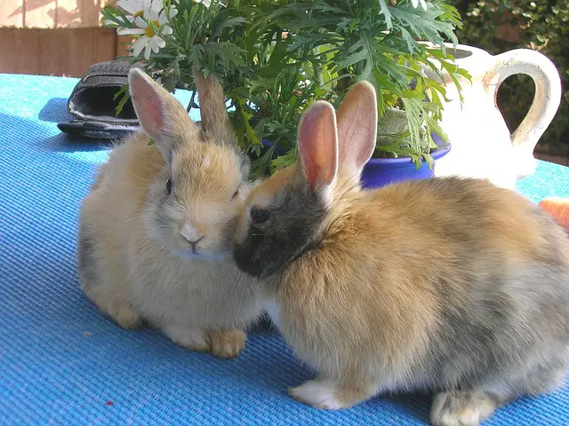 When Can You Start Breeding Rabbits