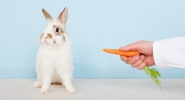 Why Rabbits Love Eating Carrots Here Bunny