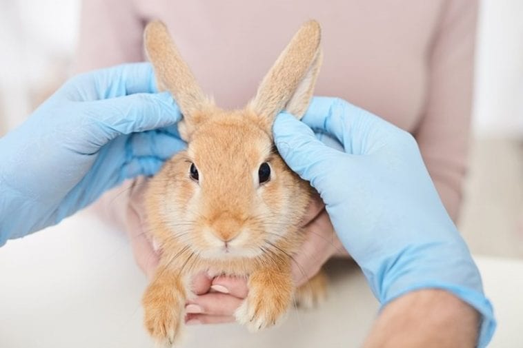 Ear Flushing Tips For Your Rabbits Here Bunny