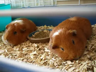 Are Pine Shavings Good For Your Rabbit S Shelter Here Bunny
