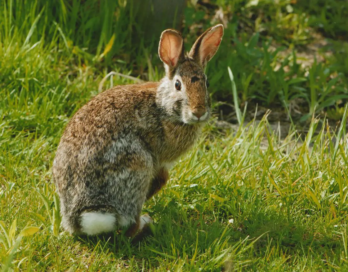 What Food Do Wild Rabbits Eat? (Facts & Feeding Guide) | Here Bunny