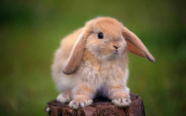 living nature lop eared rabbit