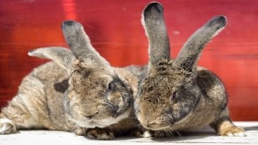 Expert Tips on How to Sex a Rabbit