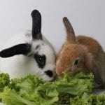 Is Lettuce Safe for Rabbits to Eat?