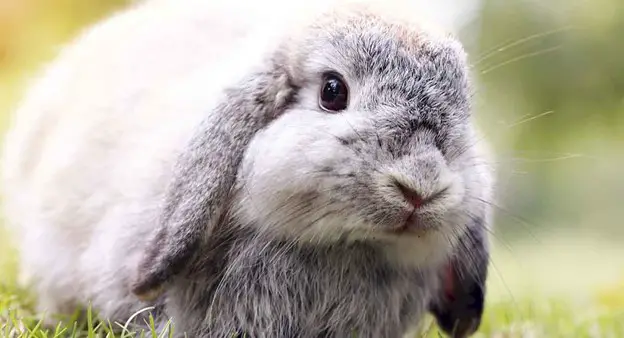 Fun Facts About Lop-Eared Bunnies