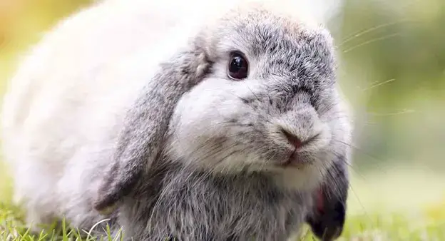 Fun Facts About Lop-Eared Bunnies | Here Bunny