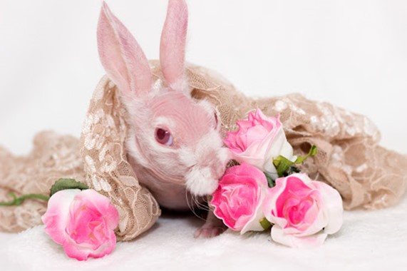 Facts You Need to Hear About Hairless Rabbits | Here Bunny