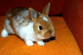 What Does Your Rabbit's Orange Pee Mean?
