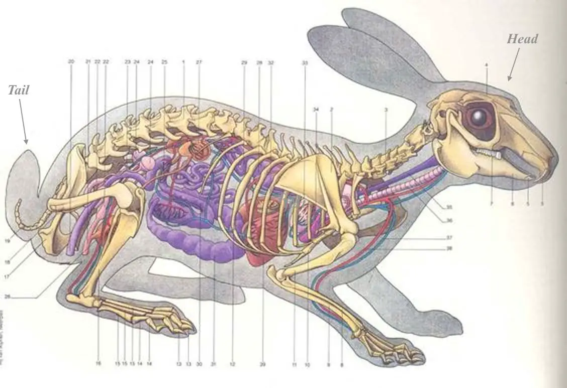 Особенности скелета кролика. Нервная система кролика анатомия. Анатомия кролика скелет. Строение кролика анатомия.