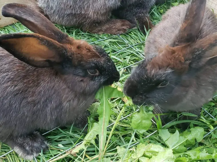 Rabbit Malnutrition